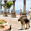 Un chihuahua en Beverly Hills : foto Raja Gosnell