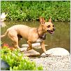 Un chihuahua en Beverly Hills : foto Raja Gosnell
