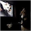 Un chihuahua en Beverly Hills : foto Raja Gosnell