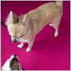 Un chihuahua en Beverly Hills : foto Raja Gosnell