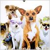 Un chihuahua en Beverly Hills : foto Raja Gosnell