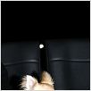 Un chihuahua en Beverly Hills : foto Raja Gosnell