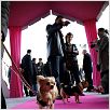 Un chihuahua en Beverly Hills : foto Raja Gosnell