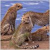 Grandes Felinos Africanos: El reino del coraje : foto Alastair Fothergill, Keith Scholey