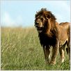 Grandes Felinos Africanos: El reino del coraje : foto Alastair Fothergill, Keith Scholey