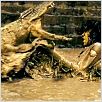 Ong Bak 2 - La leyenda del Rey Elefante : foto Tony Jaa