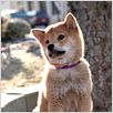 Siempre a tu lado. Hachiko : foto Lasse Hallström