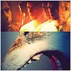 Animal Kingdom : Cartel