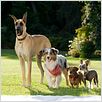 Marmaduke : foto