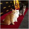 El gato con botas : foto Chris Miller, Chris Miller (II)