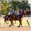 Secretariat : foto Randall Wallace