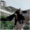 Le Quattro Volte : foto Michelangelo Frammartino