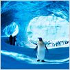 Happy Feet 2 : foto George Miller