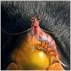 Happy Feet 2 : foto George Miller
