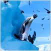Happy Feet 2 : foto George Miller