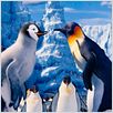 Happy Feet 2 : foto George Miller
