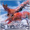 Happy Feet 2 : foto George Miller