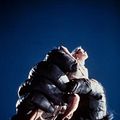 King Kong : foto Jessica Lange, John Guillermin