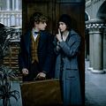 Animales fantásticos y dónde encontrarlos : Foto Eddie Redmayne, Katherine Waterston