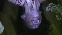 <strong>Paranormal Entity</strong> Tráiler VO