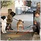 Hotel para perros : foto