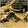 Ong Bak 2 - La leyenda del Rey Elefante