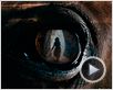 War Horse (Caballo de batalla) Tráiler War Horse (Caballo de batalla) Tráiler