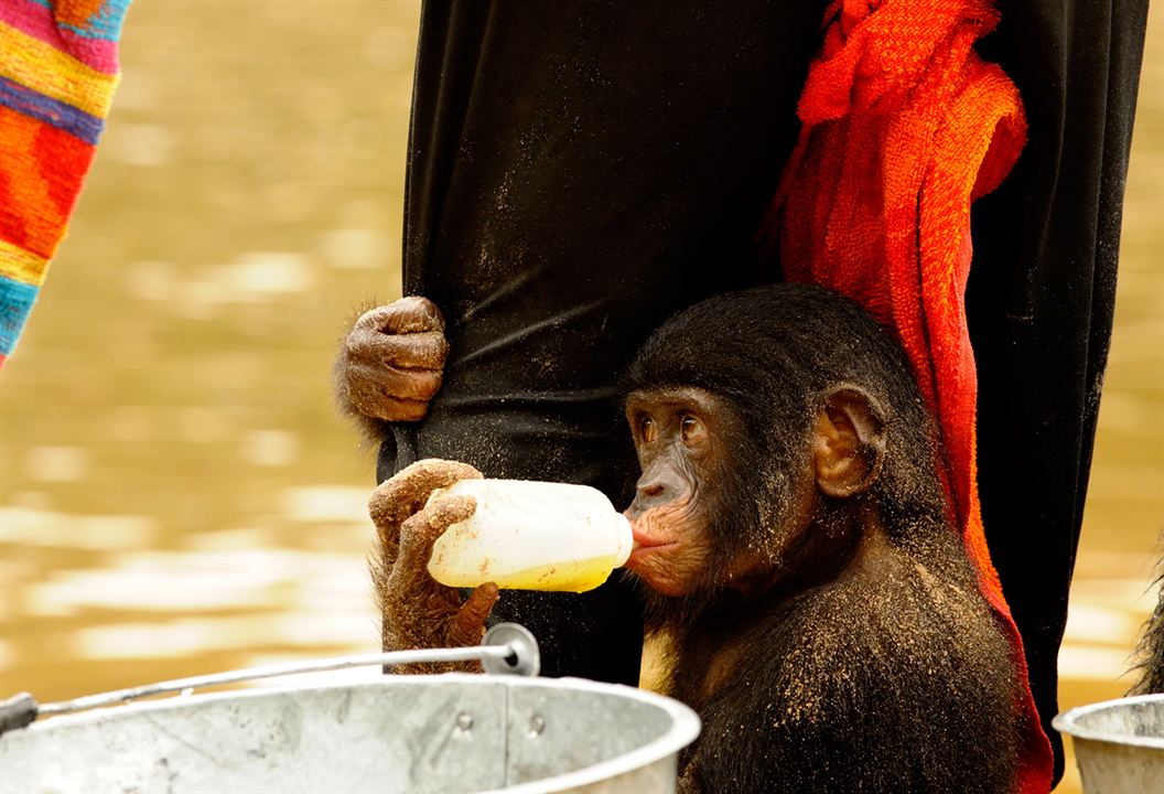 Foto De Bonobos - Foto 20 Sobre 69 - SensaCine.com