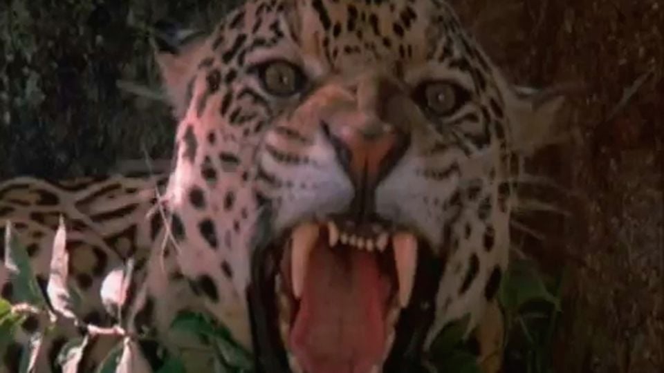 La selva esmeralda Tráiler VO La selva esmeralda Tráiler VO