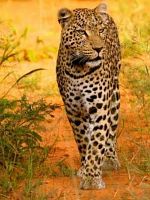 Cartel de The Last Wild