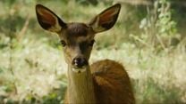 Bambi, una vida en el bosque Tráiler OV