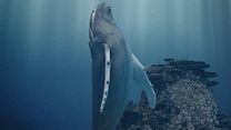 imagen de La leyenda de la ballena cantora Clip