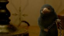 imagen de Animales fantásticos: Los Crímenes de Grindelwald Reportaje VO