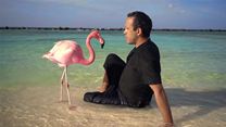 The Mystery of the Pink Flamingo Tráiler VOSE