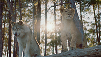imagen de El lobo y el león Tráiler 