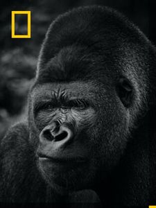 Cartel de Primates Temporada 1