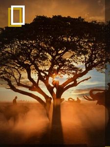 Cartel de África Temporada 1