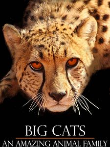 Cartel de Big Cats: La familia felina Temporada 1
