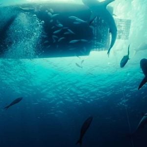 Foto Dangerous Animals