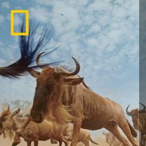 Foto Destination Wild