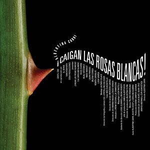 Foto ¡Caigan las rosas blancas!
