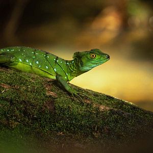 Foto La vida secreta de los animales