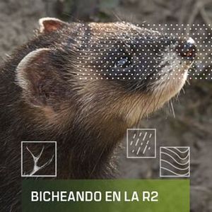 Foto Bicheando en la R2