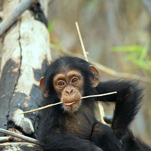 Foto La vida secreta de los animales