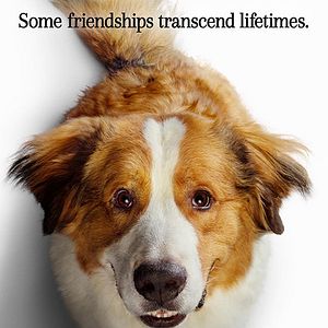 Foto Tu mejor amigo: Un nuevo viaje