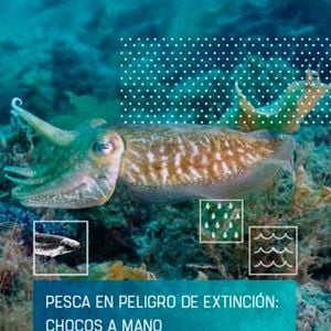 Foto Pesca en peligro de extinción: chocos a mano