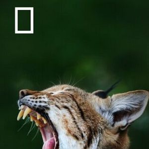 Foto Especies En Peligro