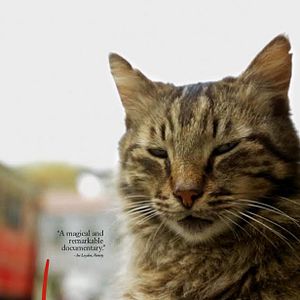 Foto Kedi (Gatos de Estambul)