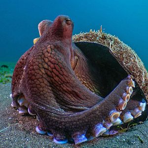 Foto La vida secreta de los animales