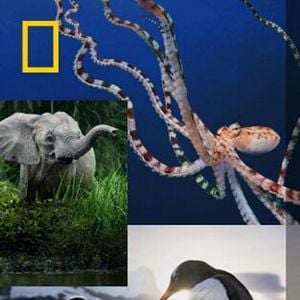 Foto Los secretos de...